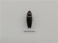 藏品(叩頭蟲(1))的圖片